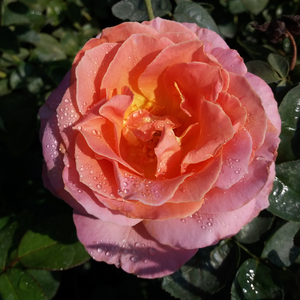 80-90 cm - Ruža - Elle® - 